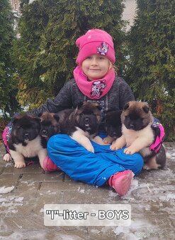 Americká akita s PP - 20