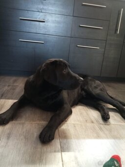 štěňata labrador a – připravena k odběru - 20