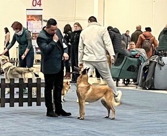Belgický ovčiak - Malinois - 20