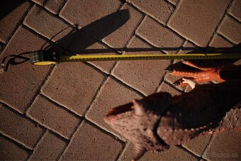 Velke dinosaury (50-80cm) (trex, brontosaurus a pod) - 20