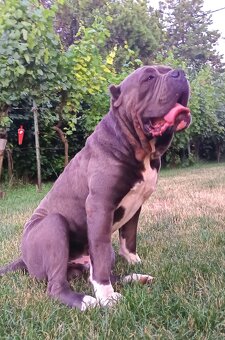 American bully XL, Americký stafordsirsky terier, - 20