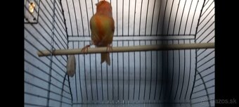 Predám kanáriky a hýle mexické - 20