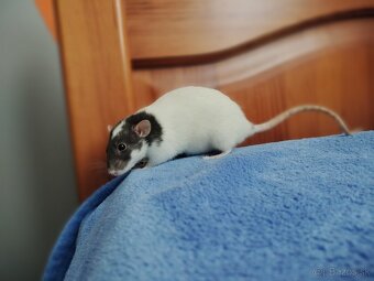 Potkaniky dumbo a štandart s VP - 20