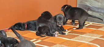 Nemecká doga - 20