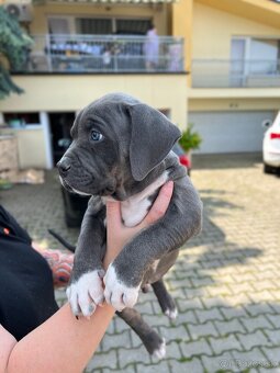 American bully xl s PP - 20
