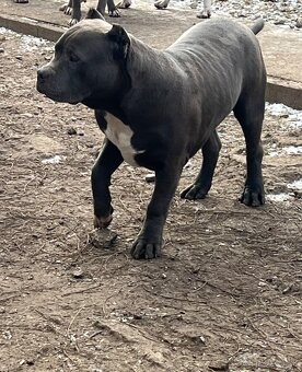 american bully s pp - 20
