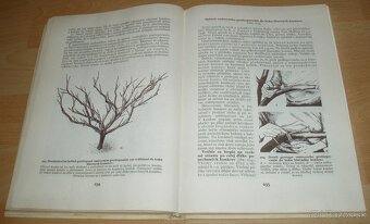 Štepenie, očkovanie a preštepovanie drevín - 20