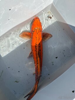 Japonské Koi kapre - 20