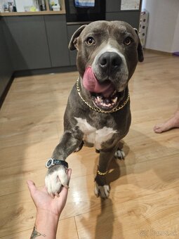 Krytie - Americky Stafordsirsky terier - 20