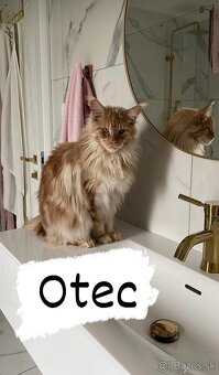 1/2 Mainská mývalia mačka/kocúr (Maine Coon) - 20