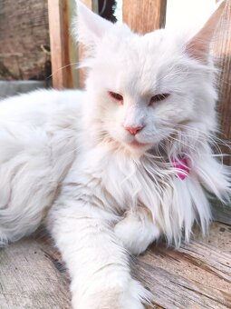 Mainska myvalia mačka - mačiatka Maine coon - 20