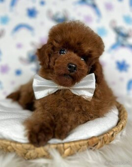 Pudel toy/Pudlík toy - red brown psíček - 20
