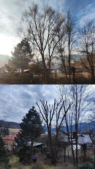 Výrub rizikových stromov - 20