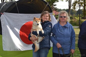 Shiba inu s PP /FCI / - 20