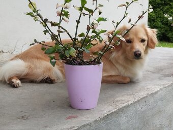 Ponúkam šteniatka - 20