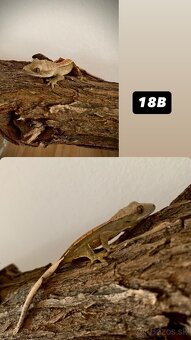 Pagekon riasnaty - 20