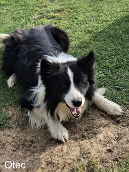 Border kólia - šteniatka - 20