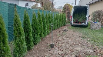 Tuja Smaragd, vavrínovec, červienka, gaštan - Námestovo - 20