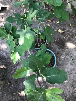 Predám FIGOVNÍK, figovníky Brown Turkey - 20