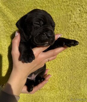 Výnimočné šteniatka americký bandog s PP k odberu - 20