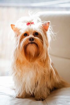Golddust Yorkshire Terrier, Yorskshire s PP, Jork - 20