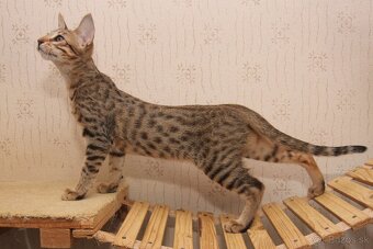 Savannah maciatka F5 - 20
