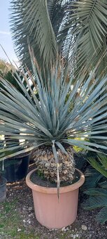 Palmy, cykasy,olivovníky - 20