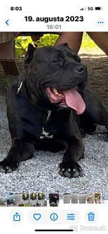 Bandog - 20