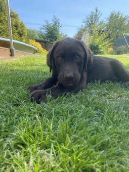 hnědé šteniatka labrador a – pripravené na odber - 20