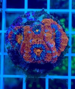 Morske Koraly - aktuálna ponúka - 20