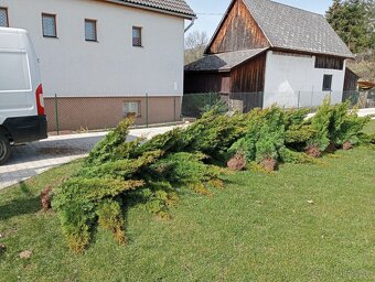 Tuja Smaragd, vavrínovec, červienka - Ružomberok - 20