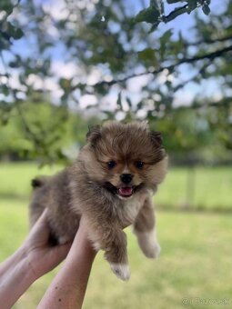 Pomeranian +nemecký špic - 20