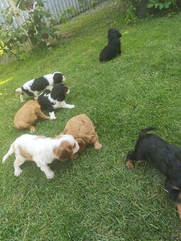 Šteniatka Cavalier king Charles španiel, kavalier - 20