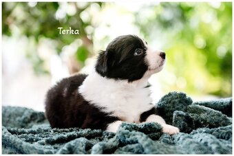 Border Collie Border Kolia s PP FCI - 20