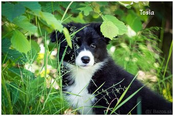 Border Collie Border Kolia s PP FCI - 20