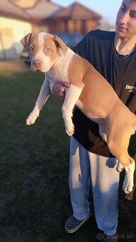 Šteniatka American Bully XL - 20