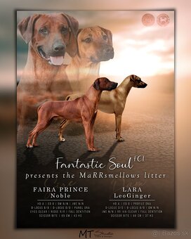 Rhodézsky ridgeback - 20