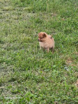 Pomeranian spic - 20