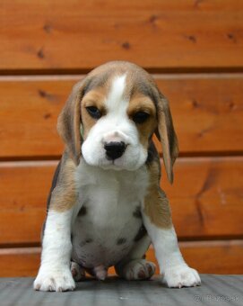 Bigel, bigl, beagle s PP - 20
