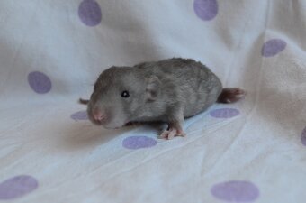 Potkaníky s rodokmeňom - rezervácie - 20