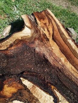 Orechove solitérne fosne na zaliatie živicou - 20