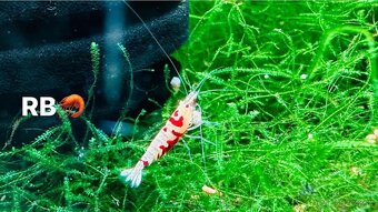 TOP PREMIUM Krevety, Akva machy, PREMIUM RED BOA - TRENCIN - 20