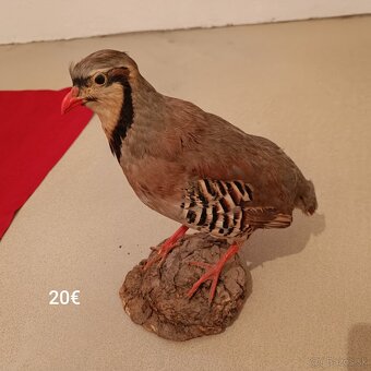 Rôzne preparáty na predaj - 20