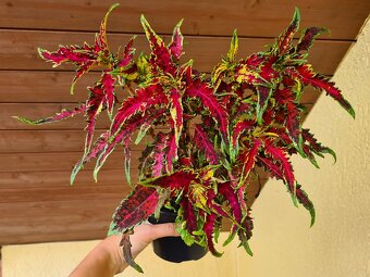 Koleus - africká žihľava (Coleus), semena, řízky - 20