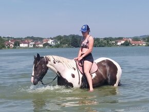 luxusní PAINT HORSE PLEMENÍK, DOUBLE HOMOZYGOT, import - 20
