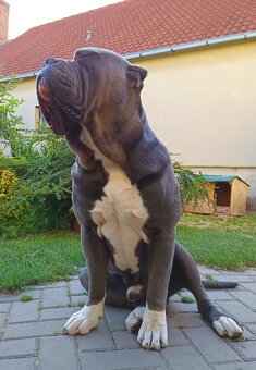 American bully XL, Americký stafordsirsky terier - 20