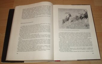 Dutorohá zvěř - 20