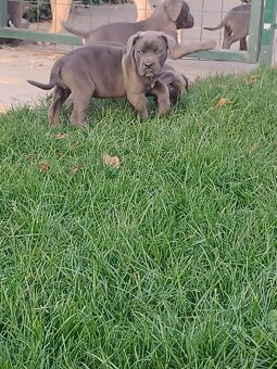 Cane corso modré šteniatka - 20