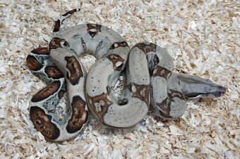 Boa imperator - Normal a Hypo 66% het Sterling VPI - 20