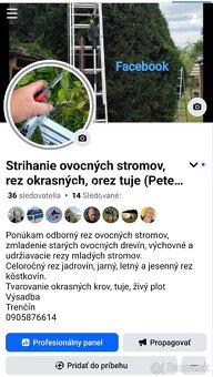 Strihanie ovocných stromov orez tuje živý plot výsadba - 20